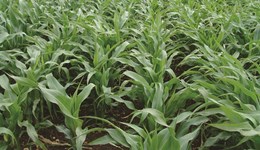 How, where, and when to grow maize 